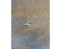 Rugvista Premium Tribeca viscosmatta 210 x 290 cm naturvit